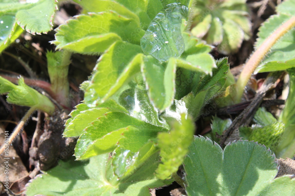 Leaves with drops of dew