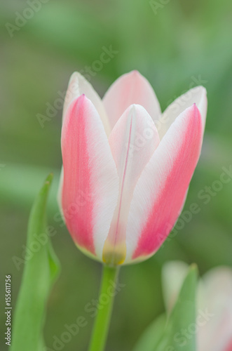 Greigs tulips in field on tulip farm photo