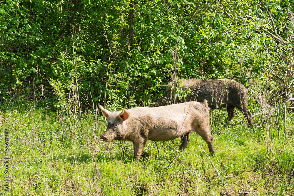 Feral pigs grazing on green lawn Feral pigs grazing on green lawn