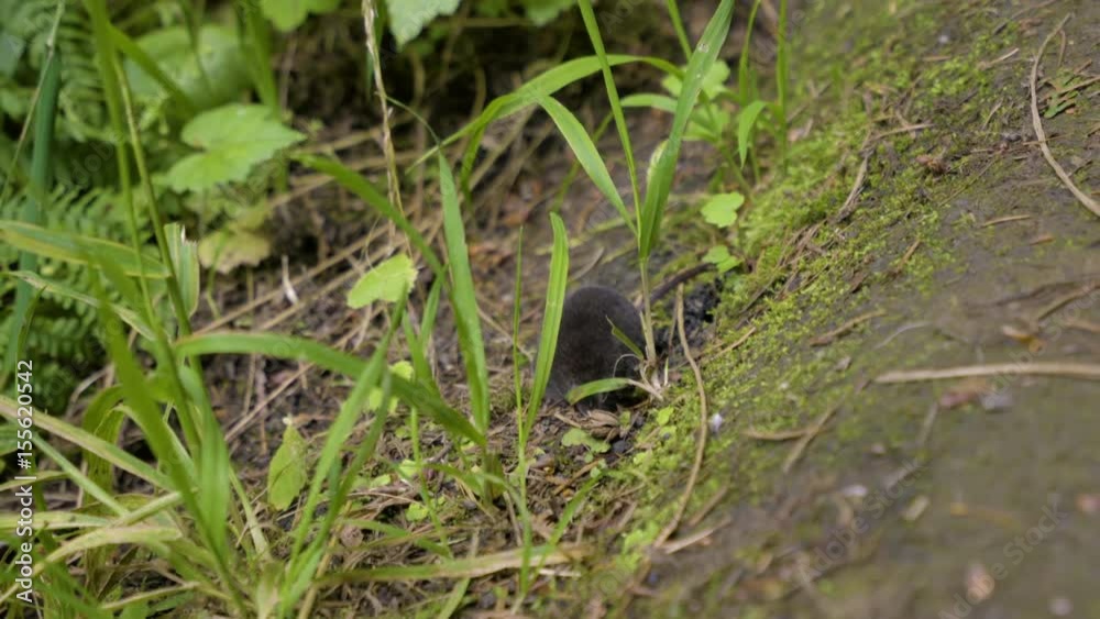 Closeup Of A Mole Sniffing And Jumping Around In Dirt Closeup Of A Mole Sniffing And Jumping Around In Dirt