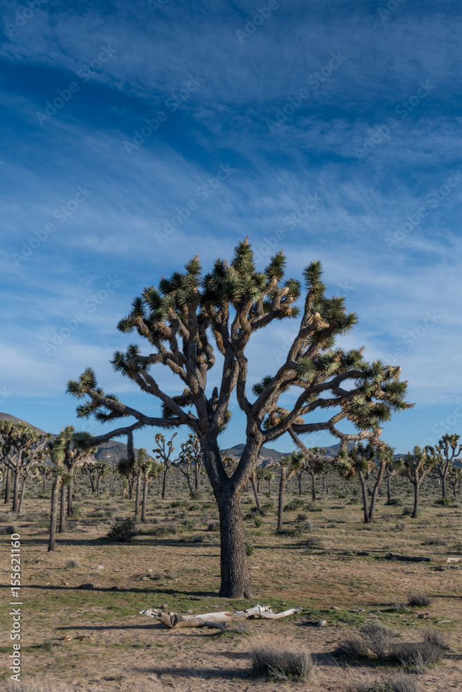 Field of Joshua Trees and Blue Sky