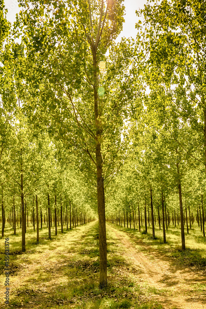 Naklejka premium Tree alley at spring