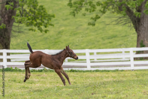 Foal Lands from Excited Jump