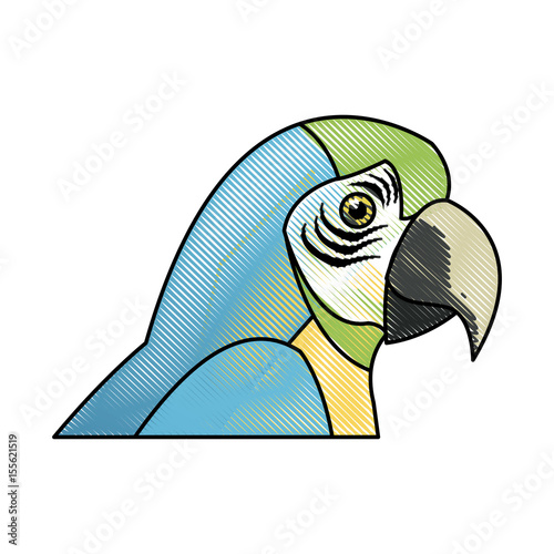 macaw amazon bird brazil wildlife image vector illustration