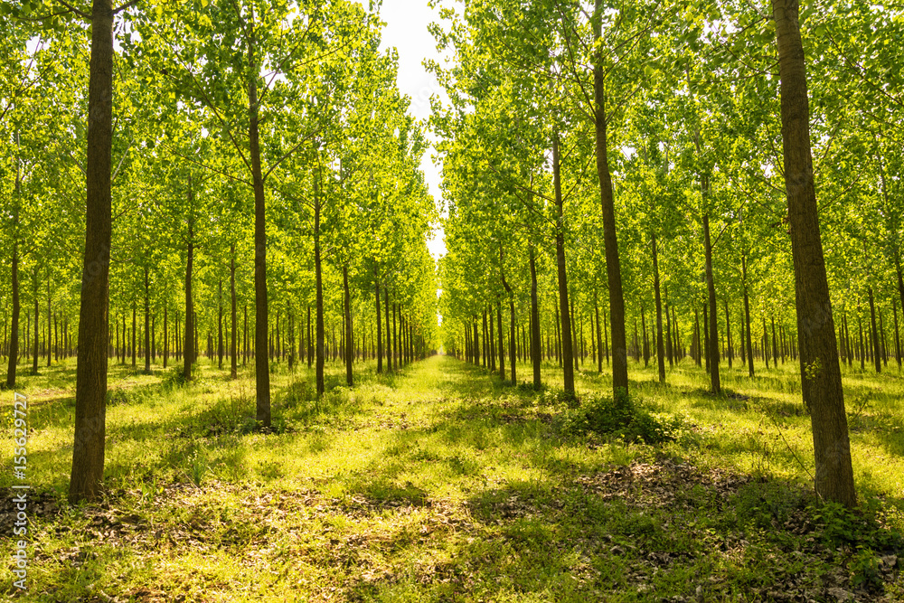 Obraz premium Tree alley at spring