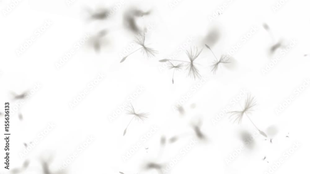 4k Flying dandelion catkins particle background.