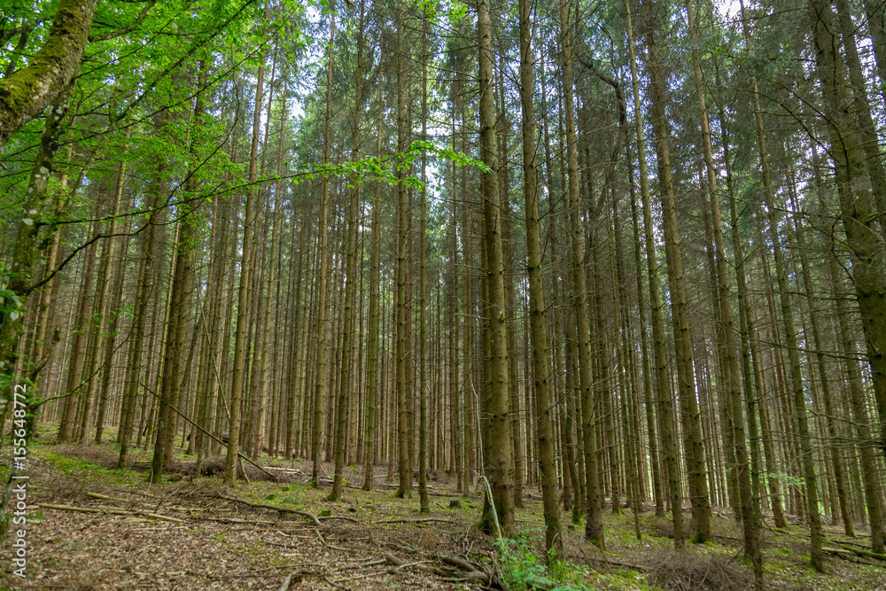 Rows of pine trees in a european forest during the day