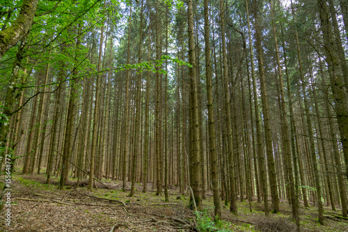 Rows of pine trees in a european forest during the day