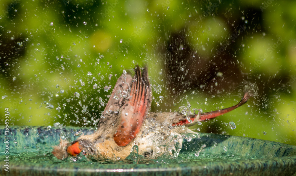 Northern Cardinal (Cardinalis cardinalis) female splashes around in the water of a beautiful green ceramic bird bath