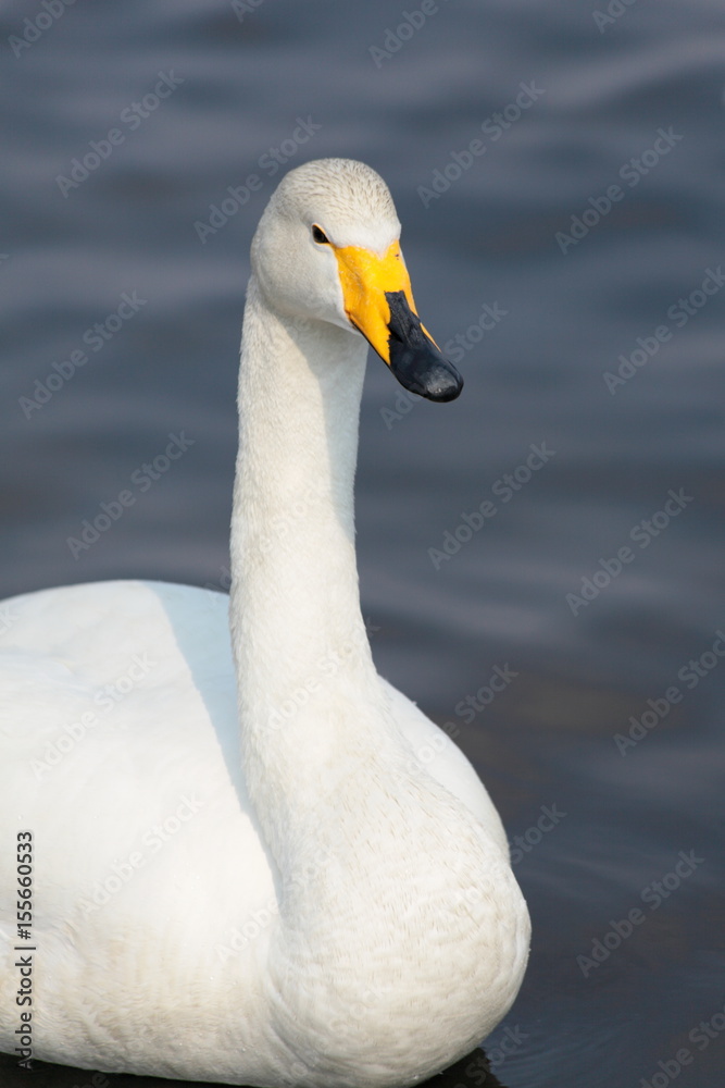 Fototapeta premium オオハクチョウ