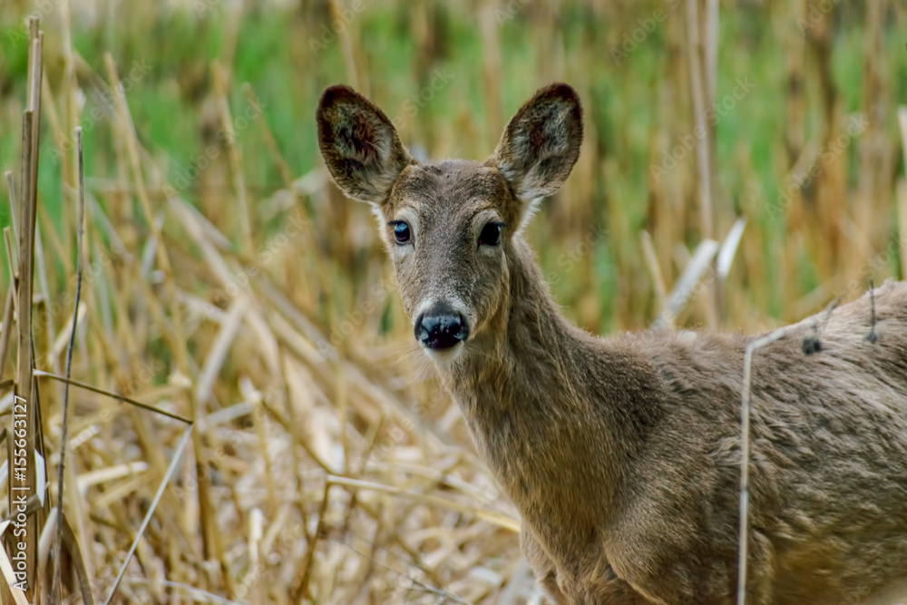 curious young deer looking into camera