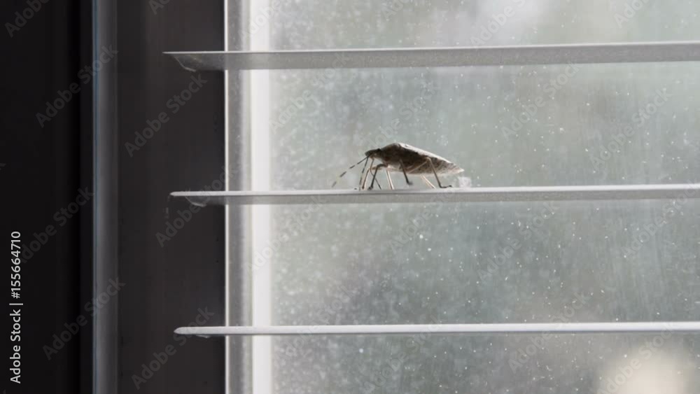 stink bug walking on window blind, close up (pentatomoidea species)