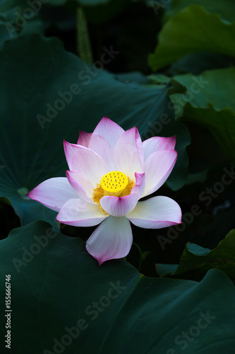 Fototapeta Naklejka Na Ścianę i Meble -  Lotus – Vietnam’s national flower