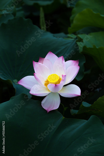 Lotus     Vietnam   s national flower