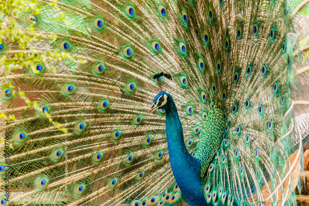 Obraz premium Peacock. Portrait of male peacock displaying his tail feathers.