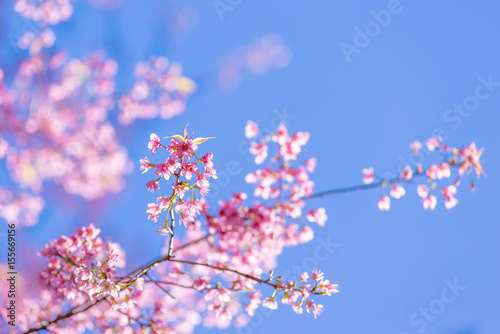 Cherry blossom in spring time, sakura