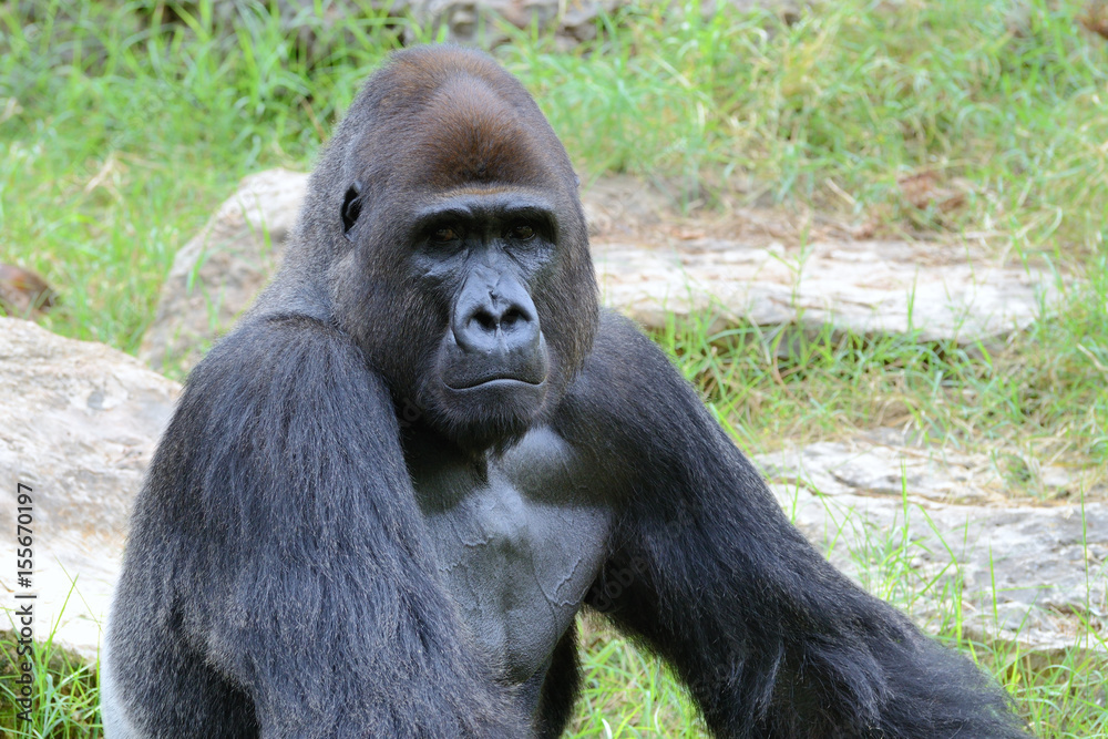 Gorilla's male portrait