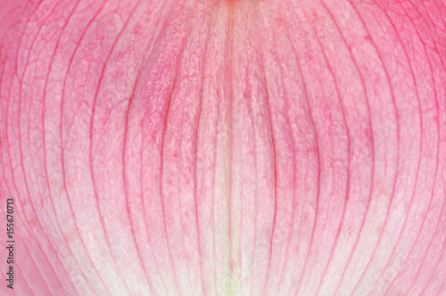 macro view of pink flower petal texture background photo