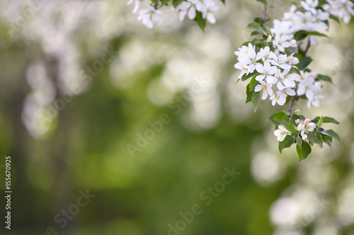 Fototapeta Naklejka Na Ścianę i Meble -  Branch of spring apple tree with white flowers, blooming background