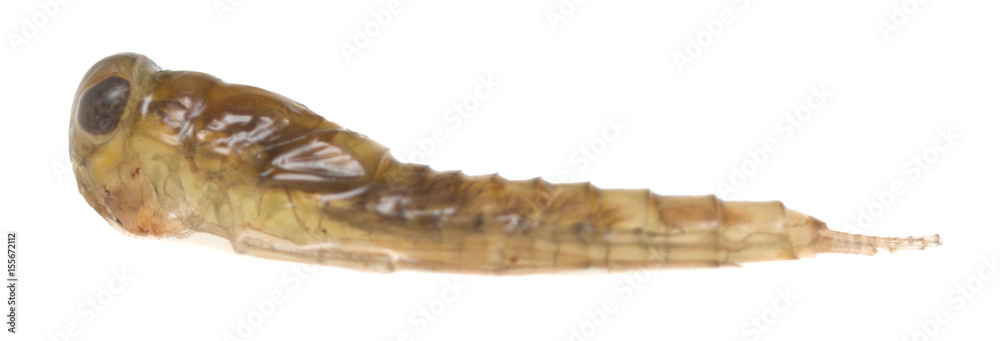 Aquatic nymph isolated on white background 