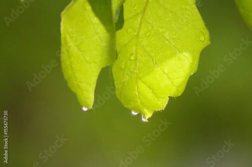 Leaf Drip