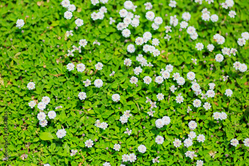 緑,小さい白い花