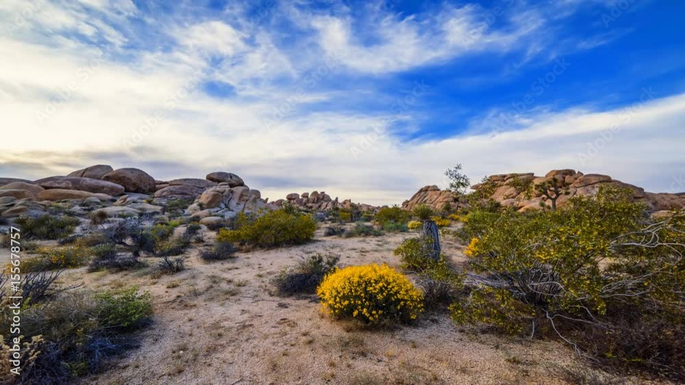 Joshua Tree National Park Desert
