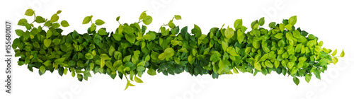 Fotografia Heart shaped green yellow leaves of devil's ivy or golden pothos, panoramic top view bush isolated on white background, clipping path included