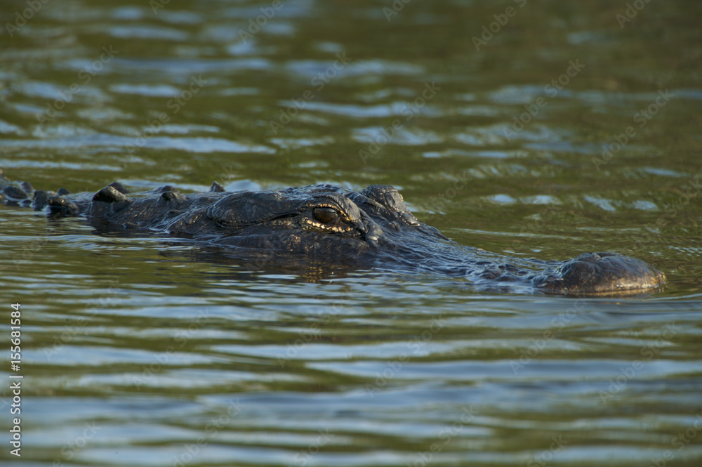 American alligator (Alligator mississippiensis) American alligator (Alligator mississippiensis)