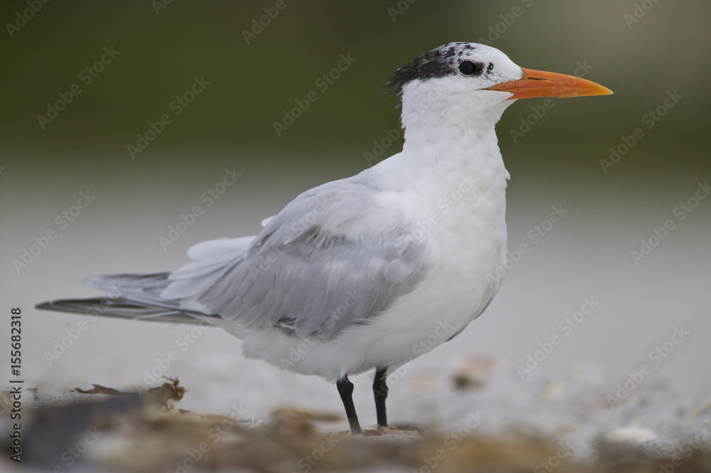Obraz premium Royal Tern (Sterna maxima)