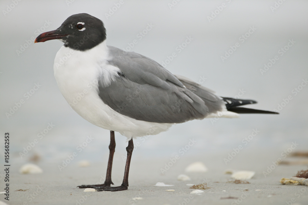 American Laughing gull (Larus atricilla) American Laughing gull (Larus atricilla)