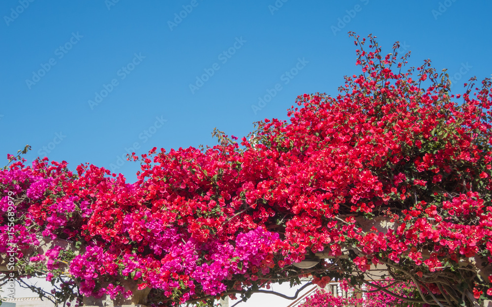 Bougainvillea in full bloom during the summer season