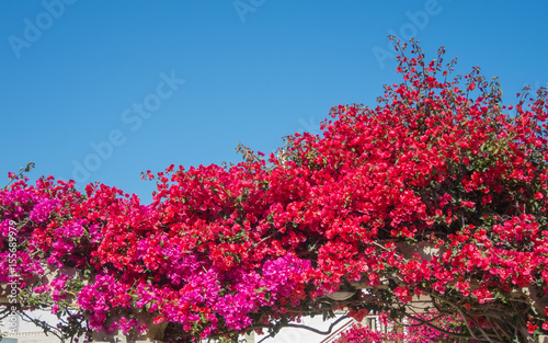 Bougainvillea in full bloom during the summer season