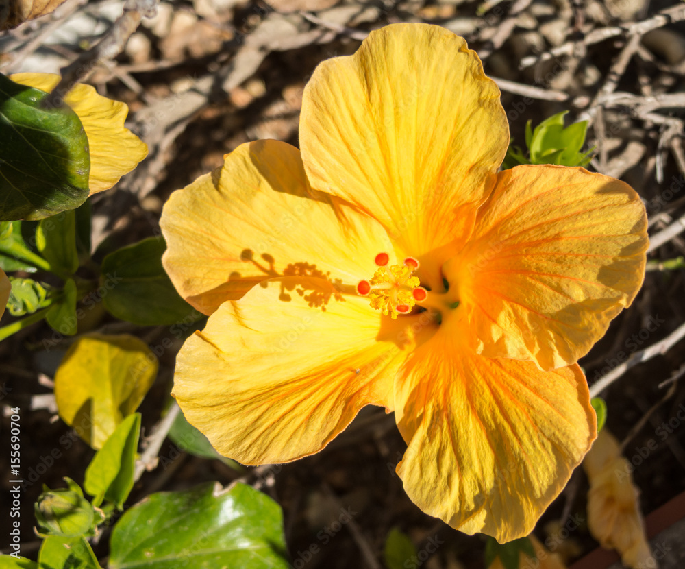 Yellow hibiscus in full bloom. It is a genus of flowering plants in the mallow family, Malvaceae Yellow hibiscus in full bloom. It is a genus of flowering plants in the mallow family, Malvaceae