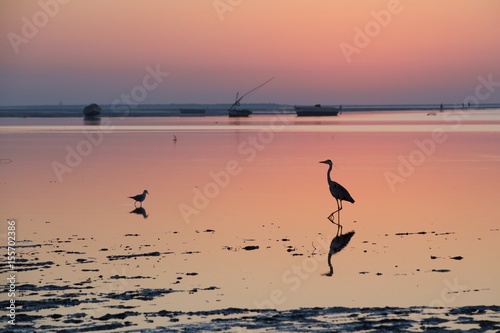 Tableau sur toile Heron fishing
