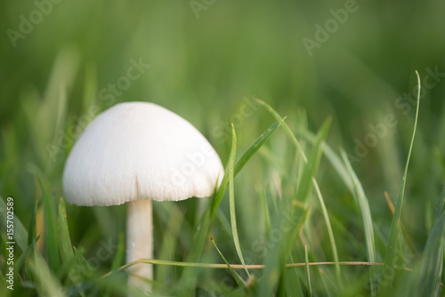 delicate white mushroom in a green field of grass
