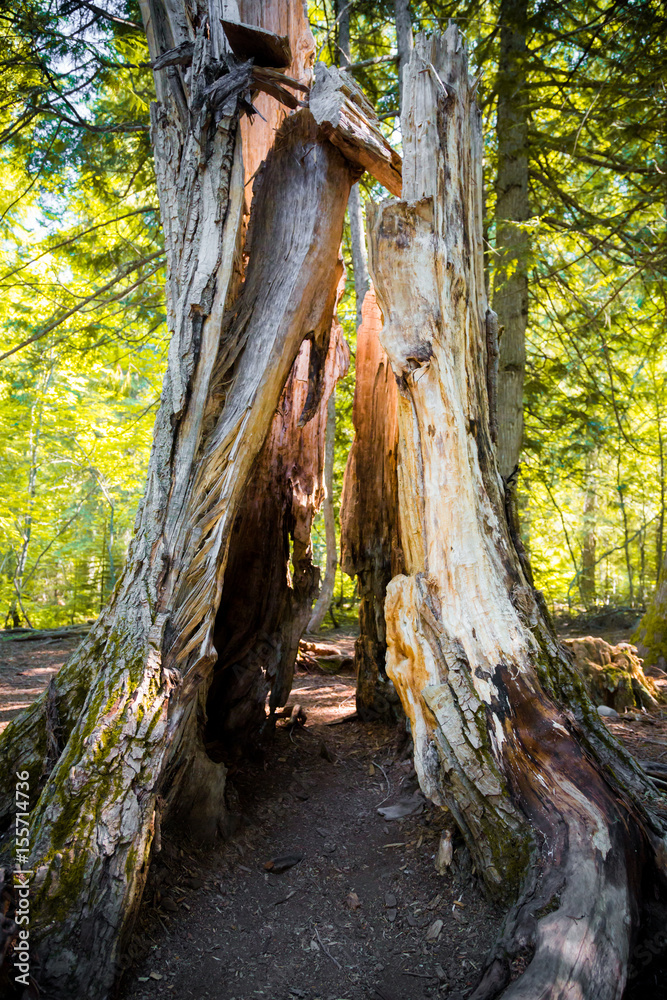 Hollowed tree in pine forest Hollowed tree in pine forest