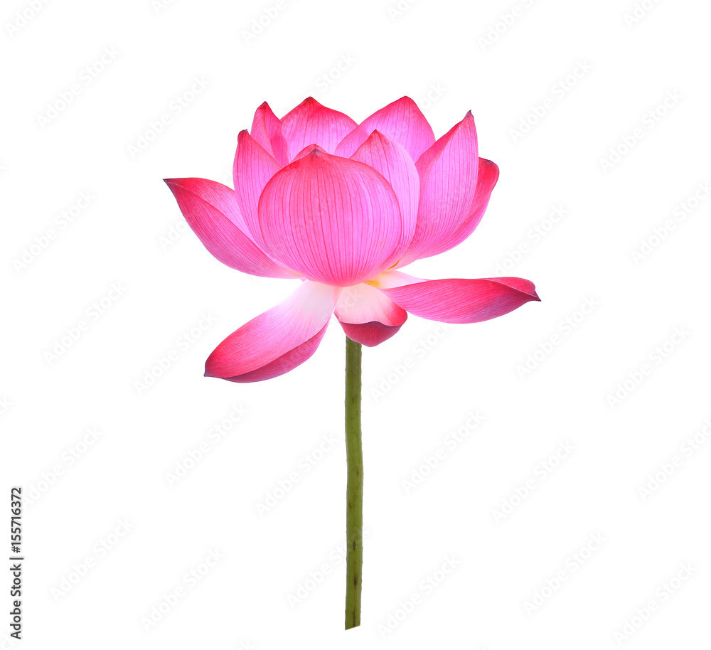 lotus petal flower isolated on white background