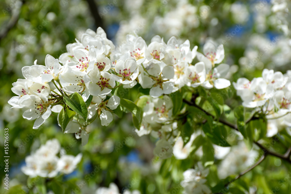 Obraz premium Apple blossom closeup