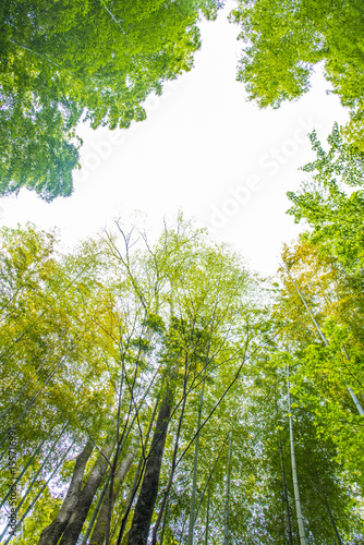 空に伸びる竹林 © L.tom