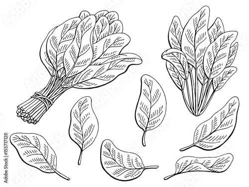 Spinach graphic black white isolated sketch illustration vector