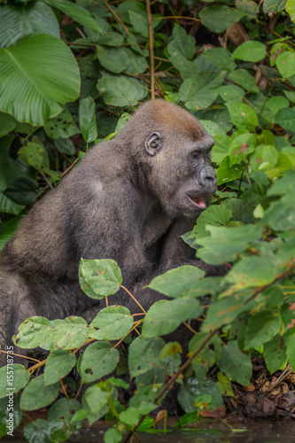 Gorilla in the African jungle Gabon (Gorilla gorilla) © vaclav