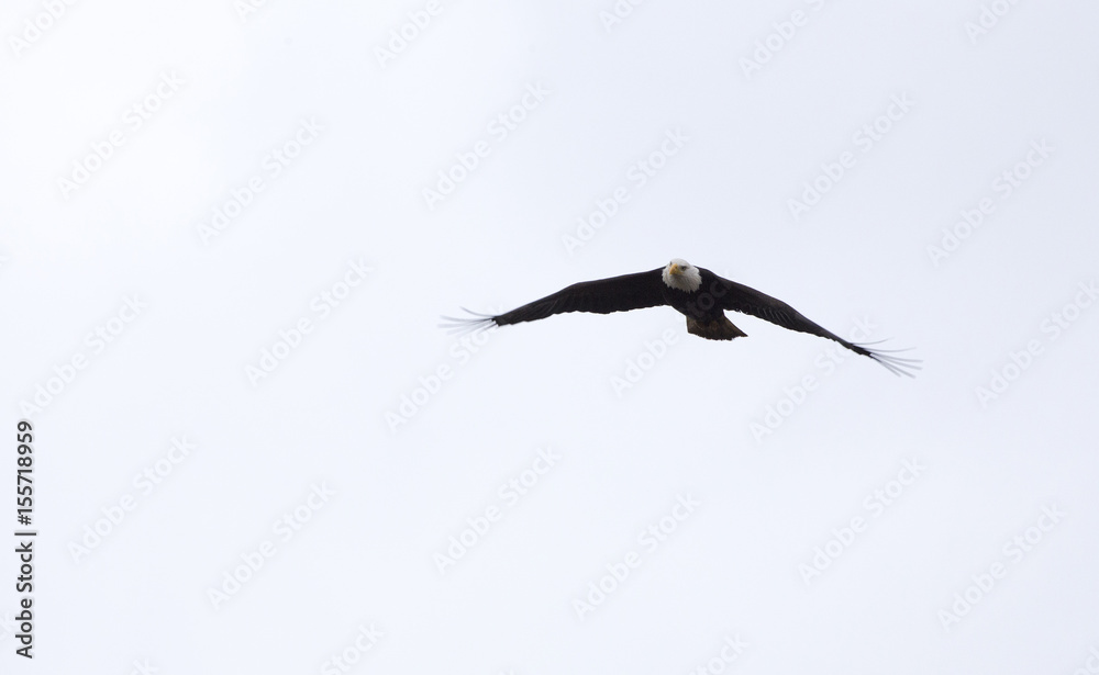 Bald Eagle British Columbia in flight Bald Eagle British Columbia in flight