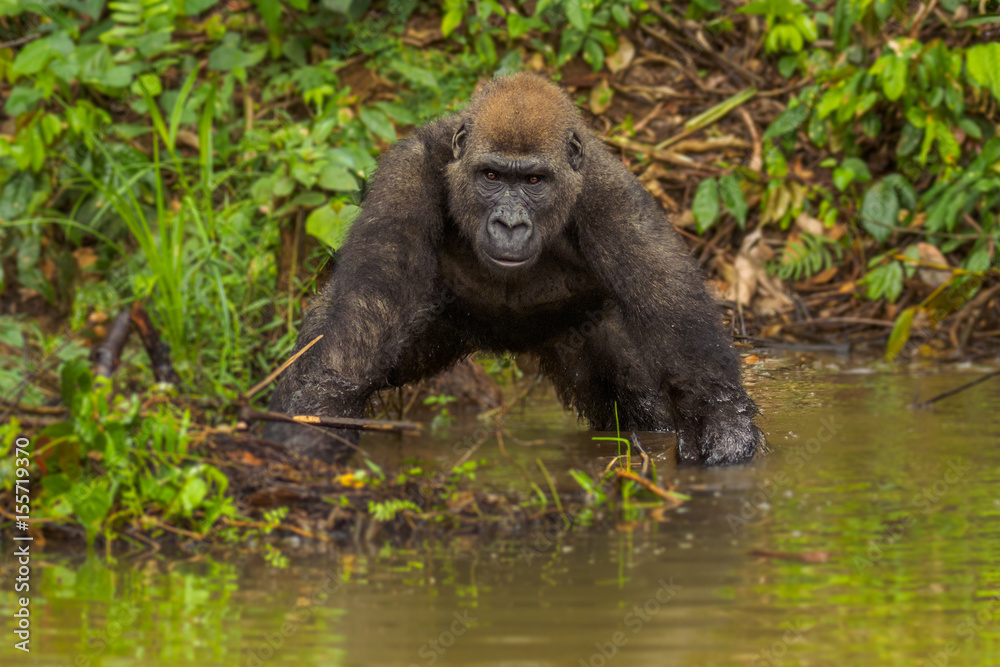 Naklejka premium Gorilla in the African jungle Gabon (Gorilla gorilla)