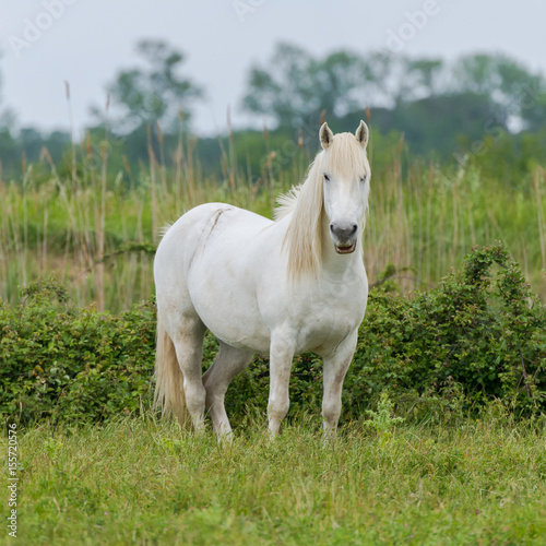 White camargue standing in a field 