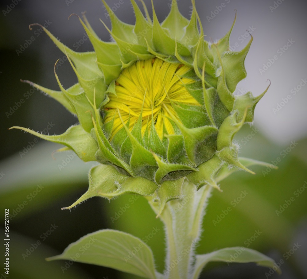 Closeup of yellow sunflower blossom preparing to bloom. Closeup of yellow sunflower blossom preparing to bloom.