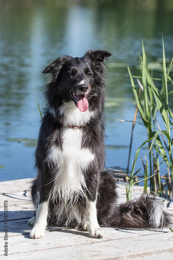 Fototapeta premium Border Collie am Wasser