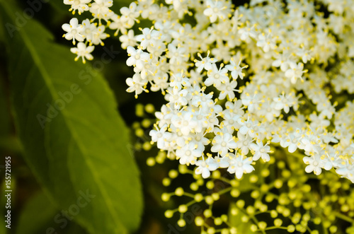 Elder (Sambucus nigra)