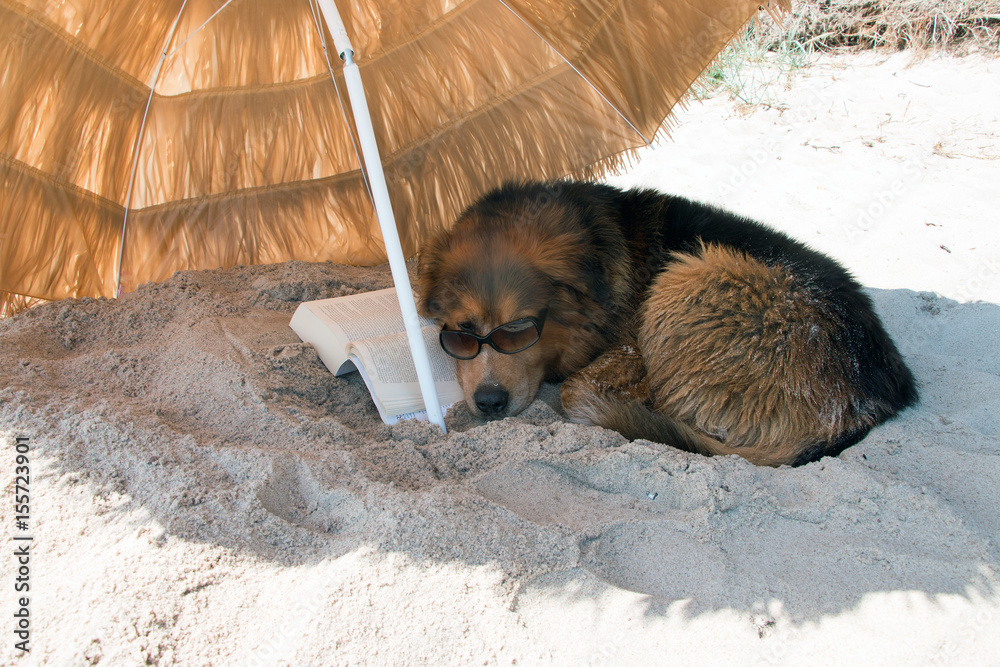 Hund am Strand liegt mit Sonnenbrille und Buch unter einem Sonnenschirm  Stock Photo | Adobe Stock