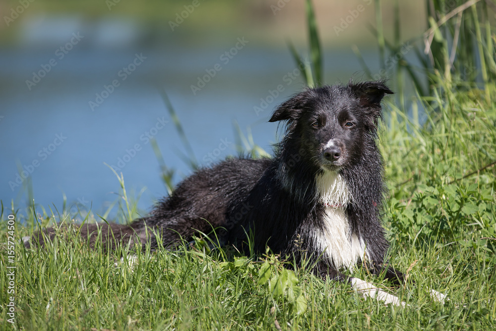 Border Collie am Wasser Border Collie am Wasser